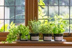 herbs growing in pots inside