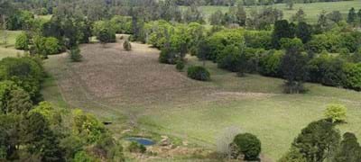 Restoring nature: the Australian Mutual Bank forest at Three Cedars